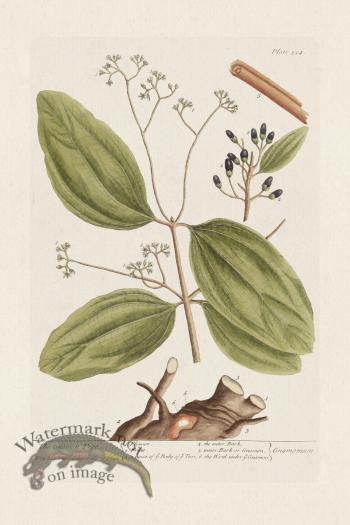 BEE 354 The Cinamon Tree